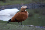 Moulting ruddy shelduck