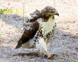 Red Hawk going for a stroll