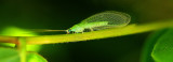 Green Bug