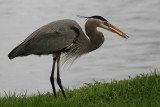 Great Blue with a Snack