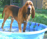 In the Pool by Lisa Robinson