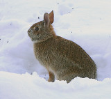 Snow Bunny