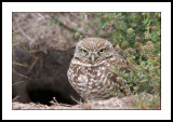 Burrowing owl
