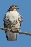 Red Tail Hawk