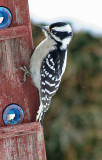 Red headed Woodpecker