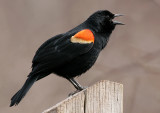 Red-winged Blackbird