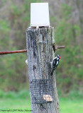 Endangered Red-cockaded Woodpecker
