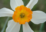 Daffodil