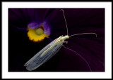 Lacewing on pansy