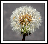 Dandelion seeds