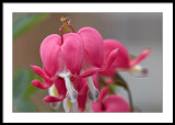 Dicentra