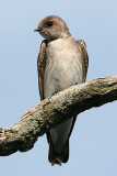 Northern Rough-winged Swallow