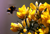 Bumble Bee Deli