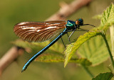 Calopteryx Virgo - Beautiful Demoiselle