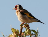 Goldfinch<br>by Rafi