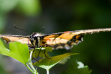 Majestic Swallowtail
