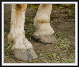 Draft Horse Feet