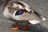 If it walks like a duck...