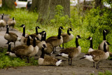 The Meeting of the Geese by John Guest