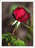 Sharp red rose