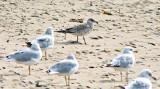 Young gull with older ones!