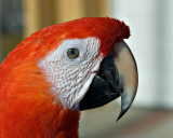 SCARLET MACAW