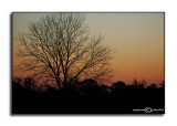 On the Farm II<p>December 17