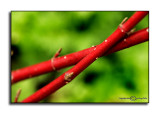 Cornus stolonifera<br>Cardinal