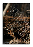 Wind Swept <p>December 29