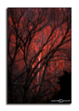 Twilight's Last GleamingFebruary 6