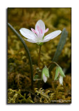 CHALLENGE:<i>Touch of Green</i><br>Claytonia Virginica<br>March 15