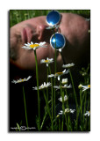 Spring Fling XII<br>SP Friday<br>Flower Child