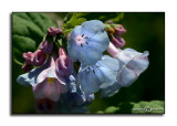Mertensia virginica