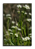 Valerianella radiata