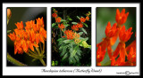Aesclepias tuberosa<br>(<i>Butterflyweed</i>)<br>May 30