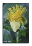 Hypericum frondosum