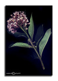 Asclepias syriaca<p>July 4