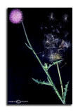 Cirsium vulgare<p>July 6