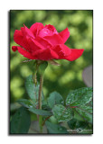 Rosa Red<p>July 9