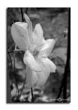 Climatis in B&W<p>July 30