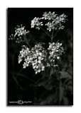 Verbesina virginica<p>September 18