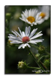 Aster pilosus<p>October 2