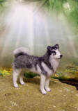 Alaskan Husky SOLD