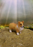 Welsh Corgi SOLD