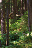 Sol Duc Cabin