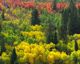 fall_colors