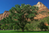 View from Zion Lodge