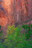 rock and trees