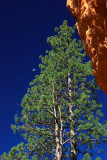 moon, trees and rock