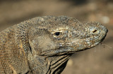 Komodo National Park